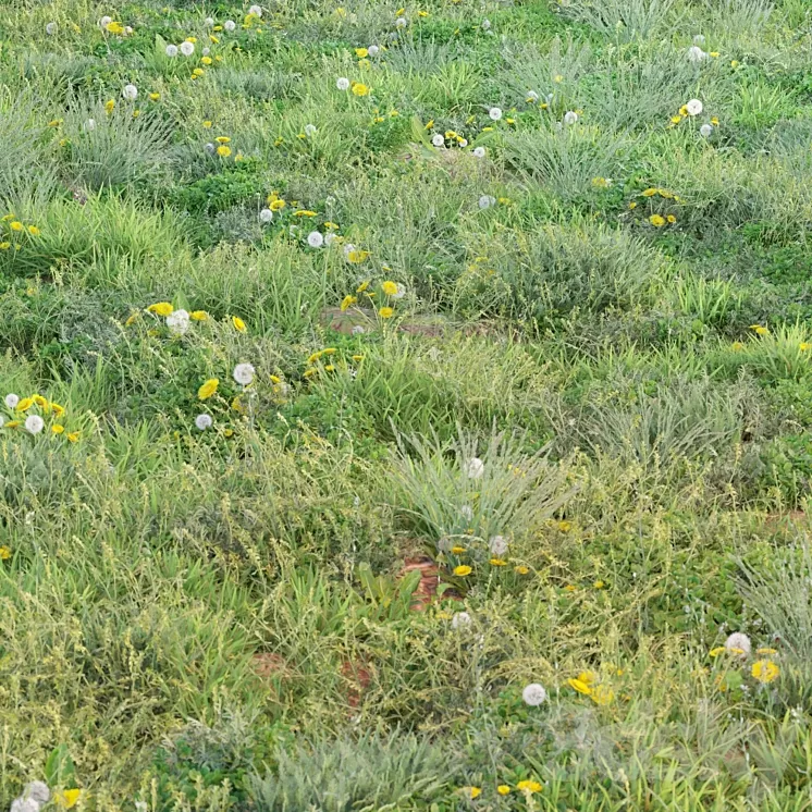 spring summer grass 3dskymodel