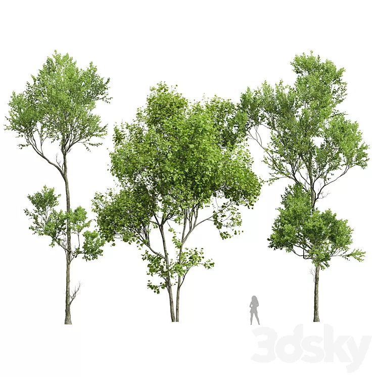 spring trees 3dskymodel