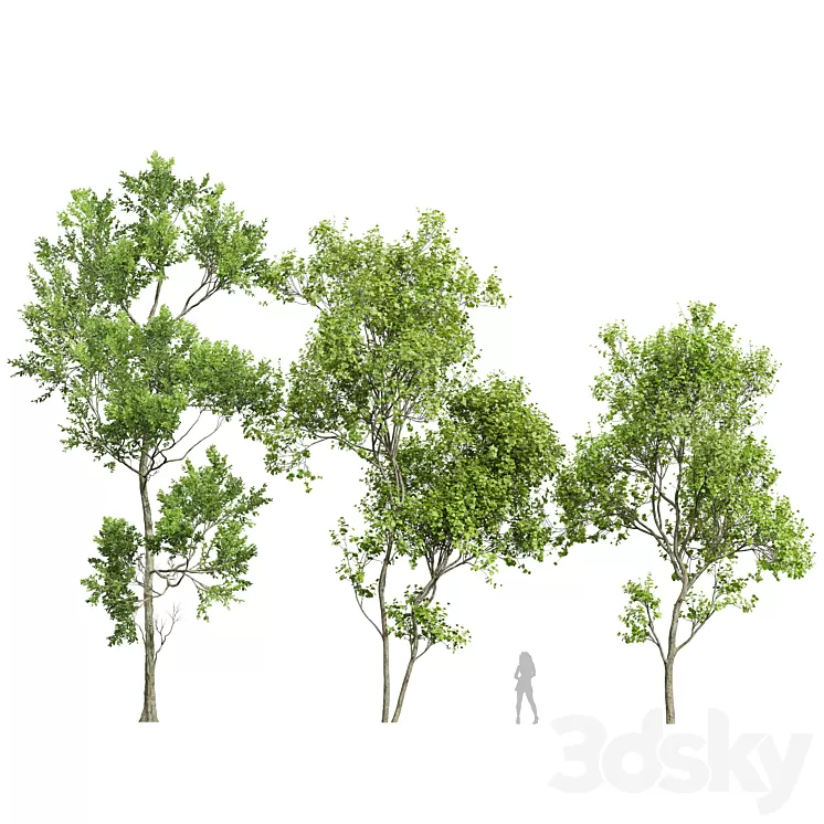 Spring trees Acer Saccharinum and Fagus Grandifolia 3dskymodel