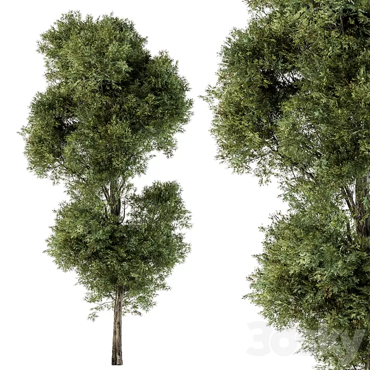Tree Green Maple – Set 98 3dskymodel