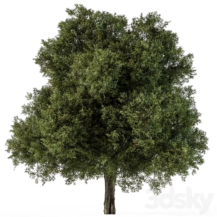 Tree Green Maple – Set 99 3dskymodel