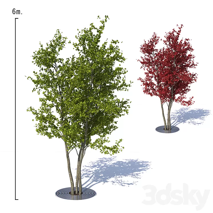 Urban Maple Tree 3dskymodel
