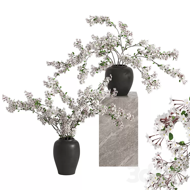 Vases with Branches White Cherry 3dskymodel