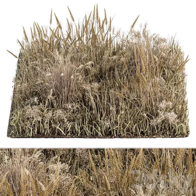 Wild Grass Dried and Wheat – Grass Set 04 3dskymodel