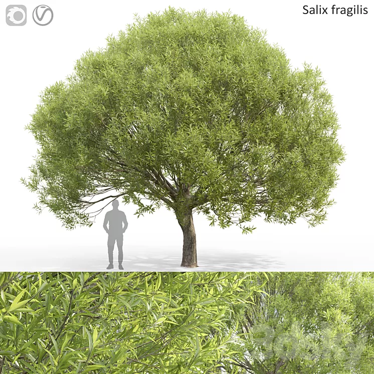 Willow 3dskymodel
