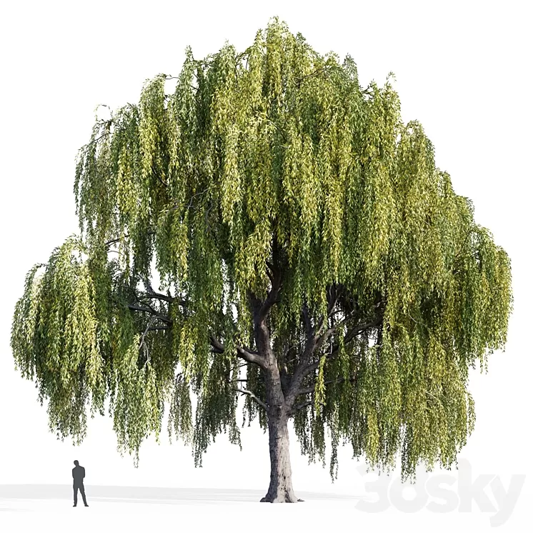 Willow (Salix Willow) 3dskymodel