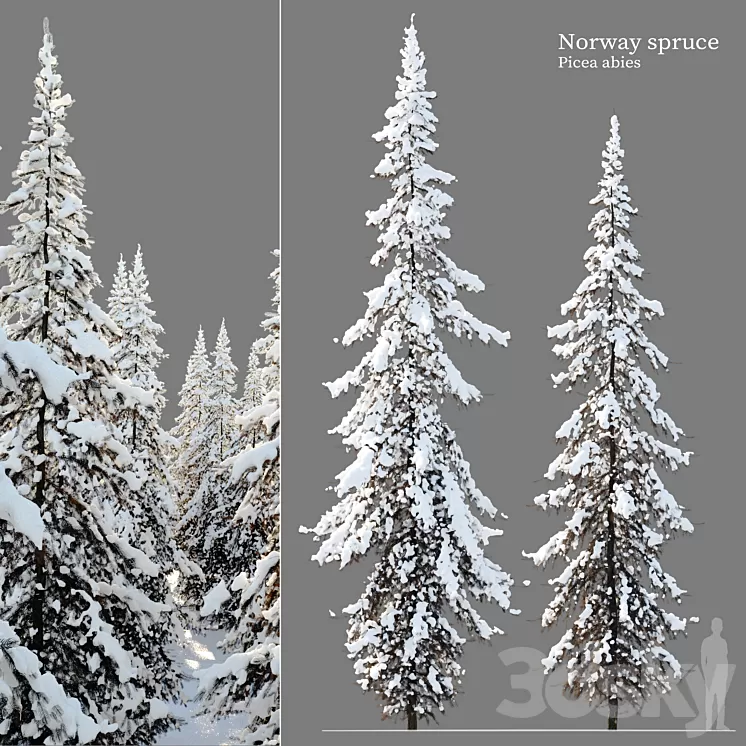 Winter Norway Spruce 02 3dskymodel